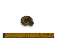 F 02167
<br/>
<br/>
<em></em>